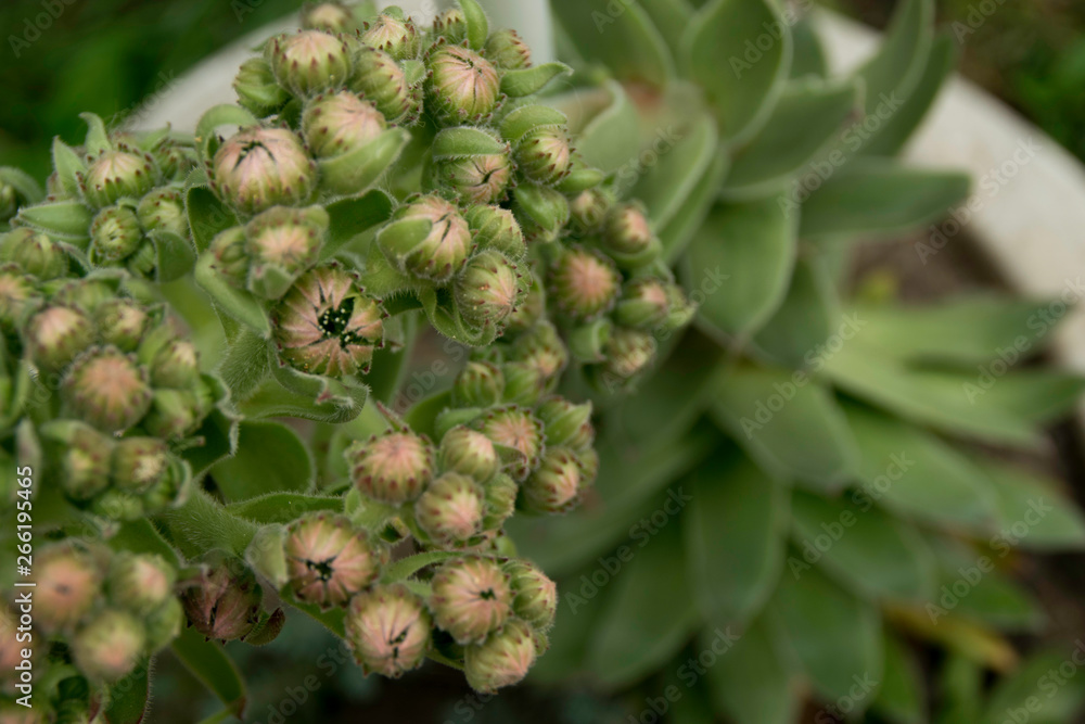 A big bloomed houseleek flowers A big bloomed houseleek flowers