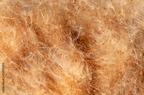 Texture, reed