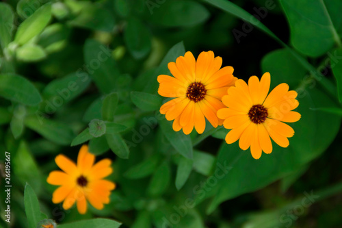 Beautiful flower English marigold - view from above