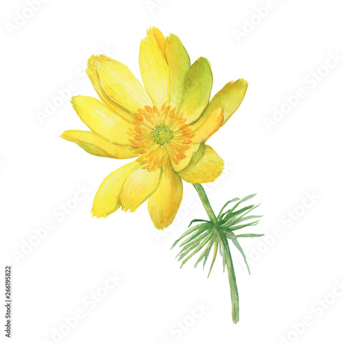 First spring wildflower yellow Adonis vernalis (also known as pheasant's eye and false hellebore). Hand drawn watercolor painting illustration isolated on white background.