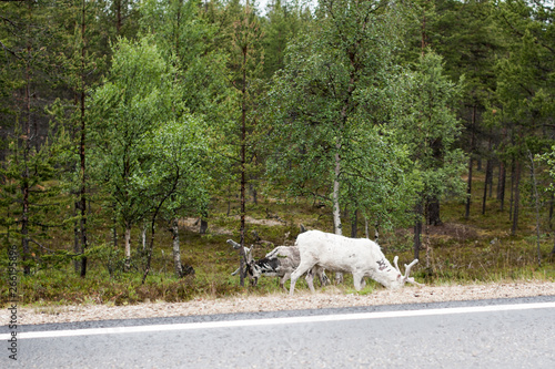 Trip to Nordkapp albino reindeer on the road © Madis