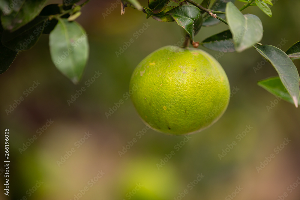 Close-Up Of One Organic Fresh Lemon Hanging in Tree