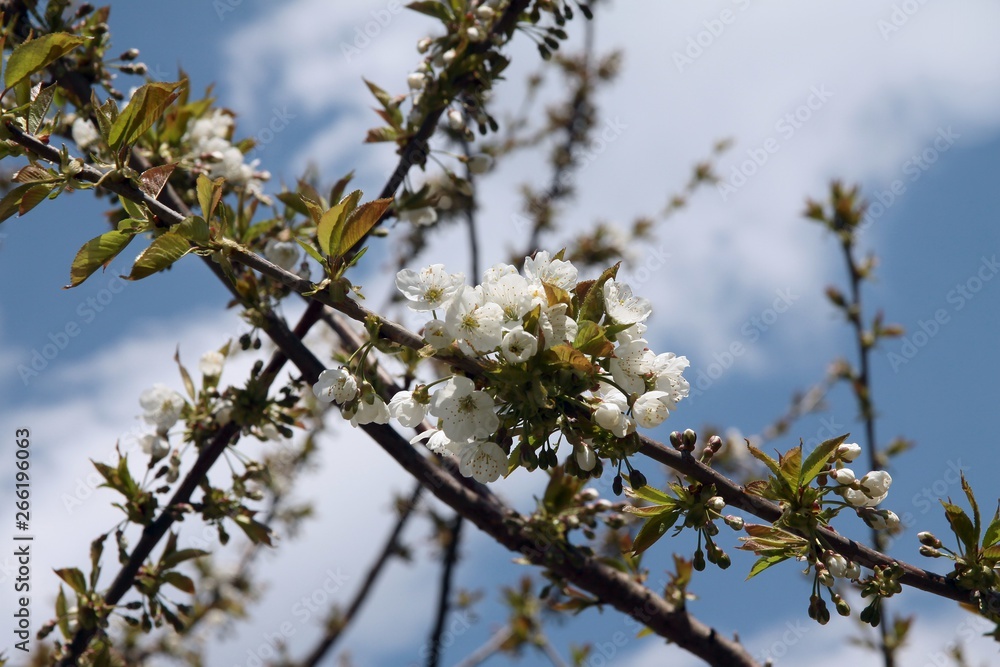 cherry tree  blooming at spring