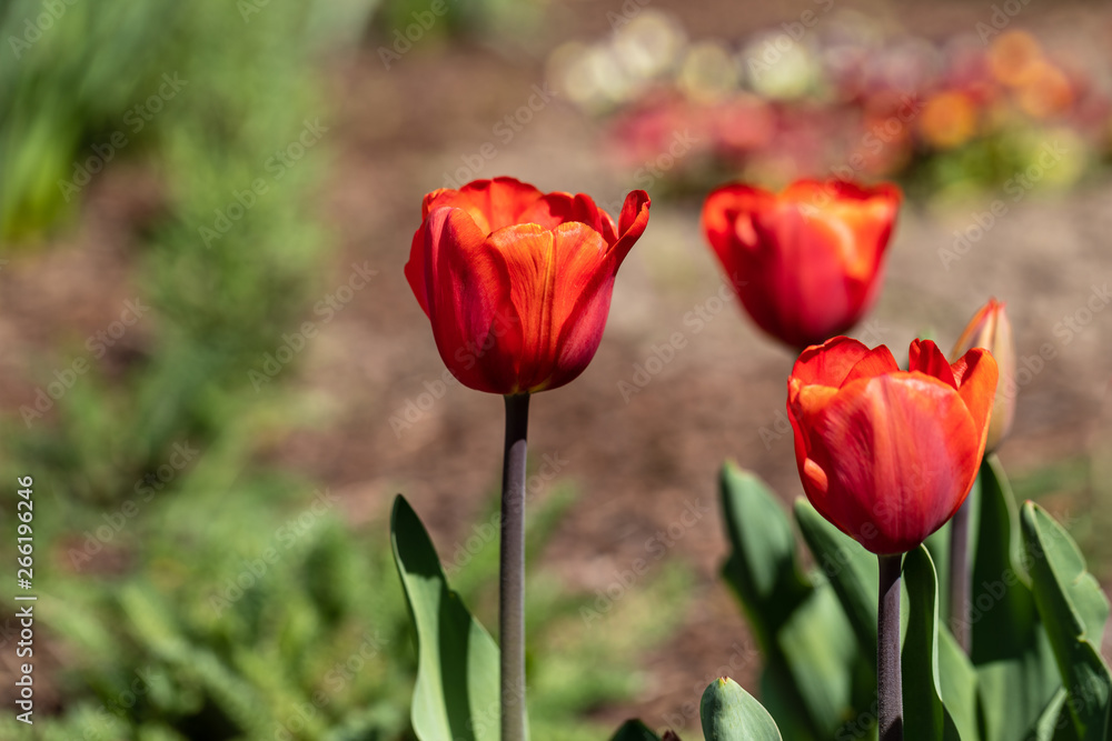 View of red tulip flowers in the spring time garden