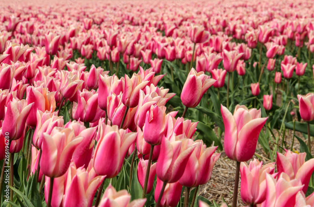 Obraz premium Tulips