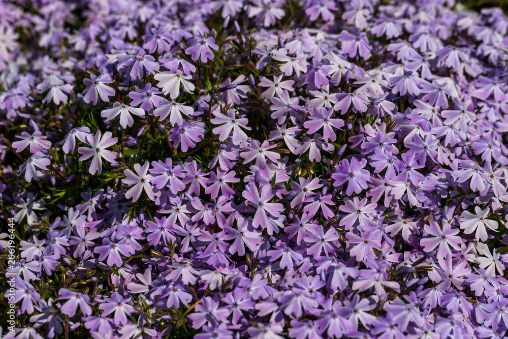 Fototapeta premium View of little lilac flowers in the spring time garden