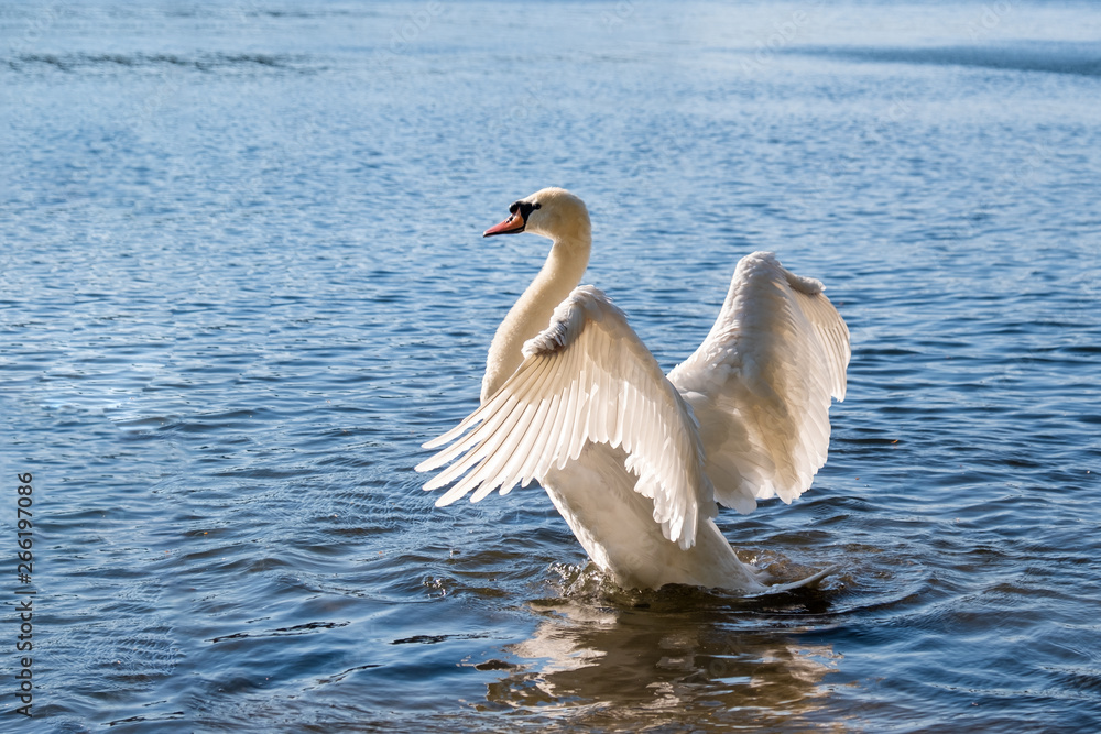 Obraz premium Schwan