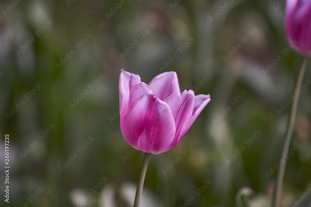Głowa różowego tulipana