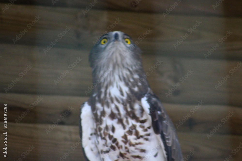Obraz premium Hibou en semi liberté au zoo