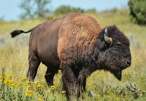 American Bison walking slightly away from camera.  