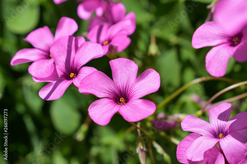 Pink flower. Spring and summer background