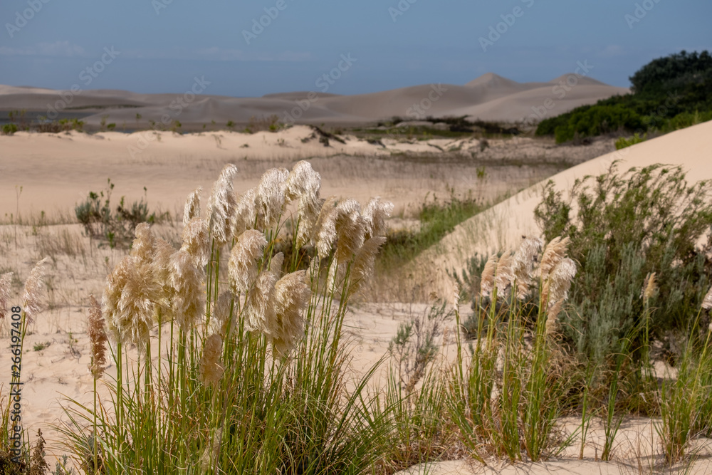 Bulrushes at the Alexandria coastal dune fields near Addo / Colchester on the Sunshine Coast in South Africa. Bulrushes at the Alexandria coastal dune fields near Addo / Colchester on the Sunshine Coast in South Africa.