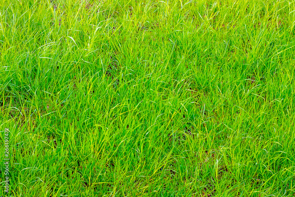 Texture of bright green grass in sunny weather_ Texture of bright green grass in sunny weather_