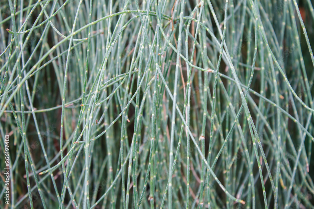 Obraz premium a thin thread of leaves of a tropical plant