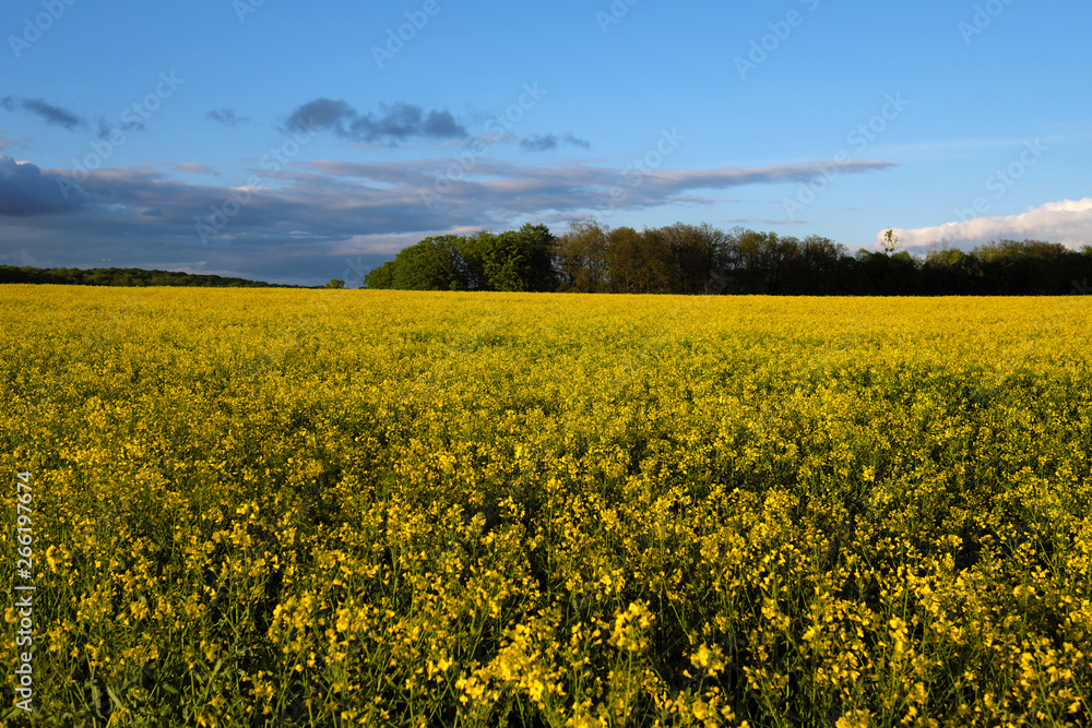 Rapsfeld und blauer Himmel und aufgelockerte Bewölkung - Stockfoto
