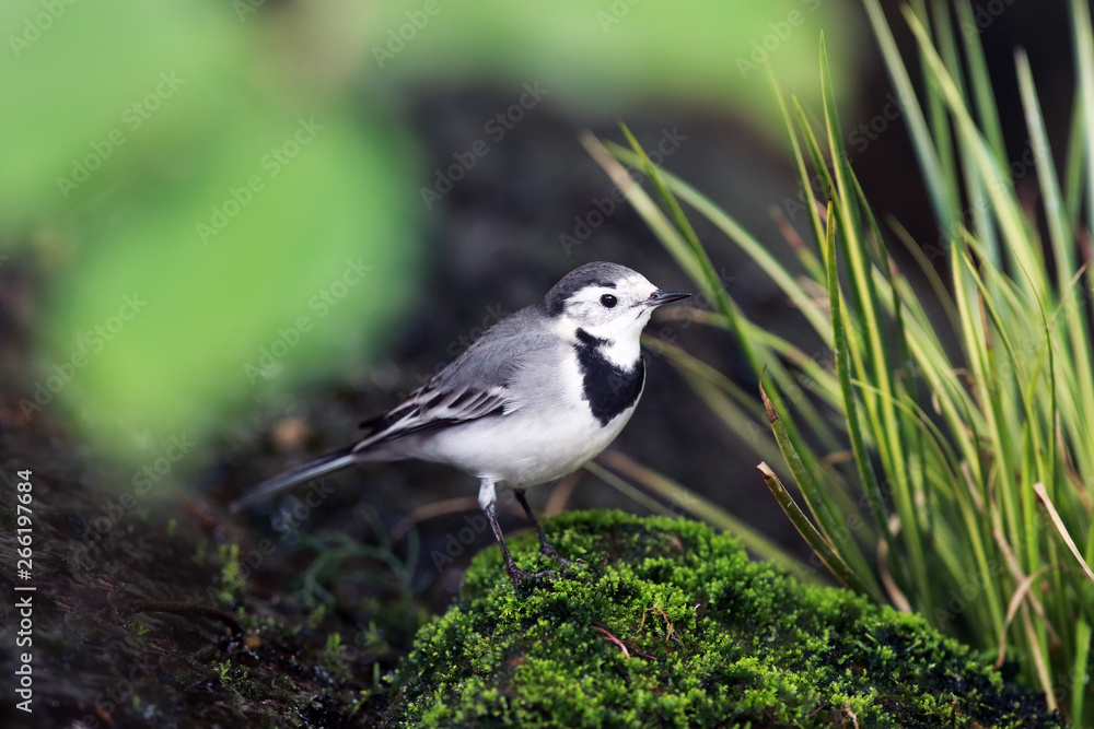 Obraz premium The white wagtail (Motacilla alba) sitting in the middle of greenery.