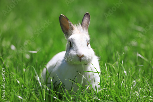 white rabbit hid in the grass © serikbaib