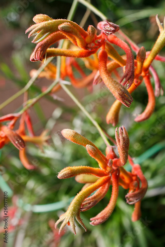 decorative exotic bright orange flower in the form of legs