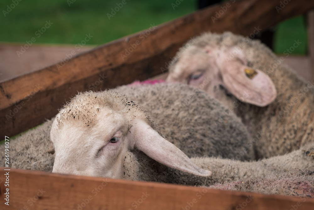 Fototapeta premium Sheep in a wooden pile 