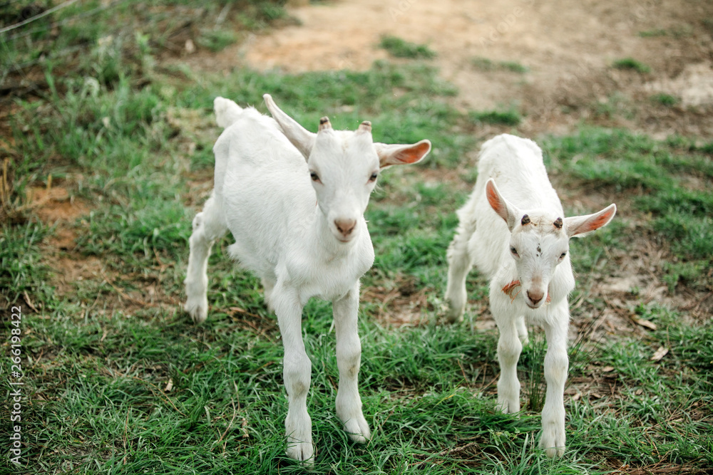 Group of baby goats on a farm