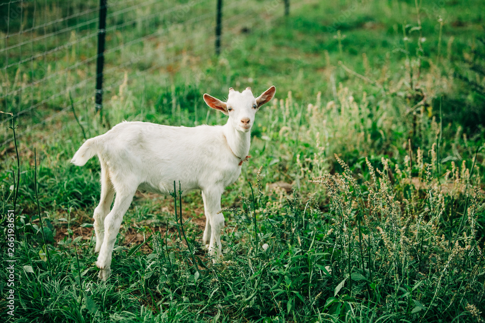 Single Baby young new goat standing alone isolated on a farm Single Baby young new goat standing alone isolated on a farm