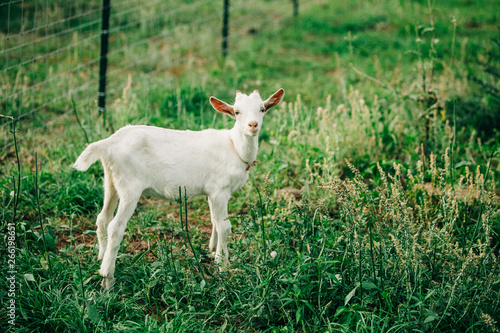 Single Baby young new goat standing alone isolated on a farm