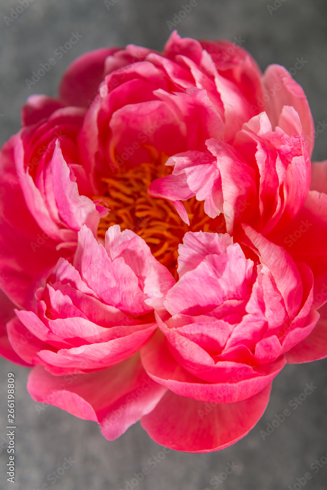 Amazing pink peony on dark grunge background. Card Concept, copy space for text