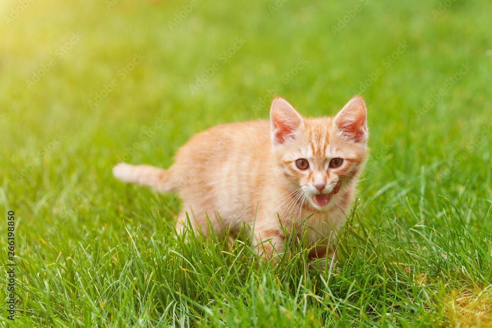 Cute kitten outdoor