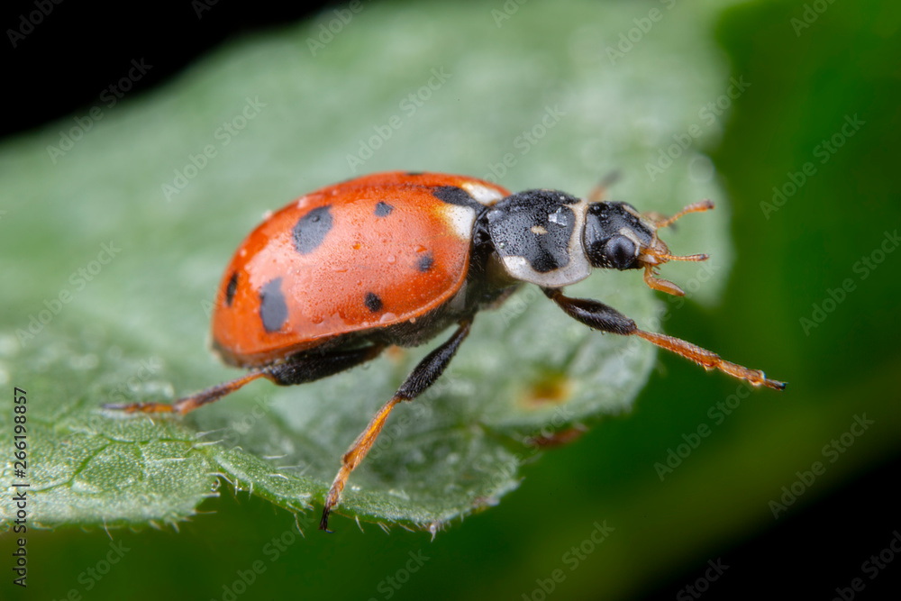 Naklejka premium Adonia Variegata red ladybug posing on green leaf