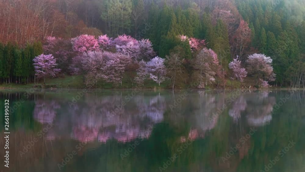中綱湖の桜の朝 中綱湖の桜の朝