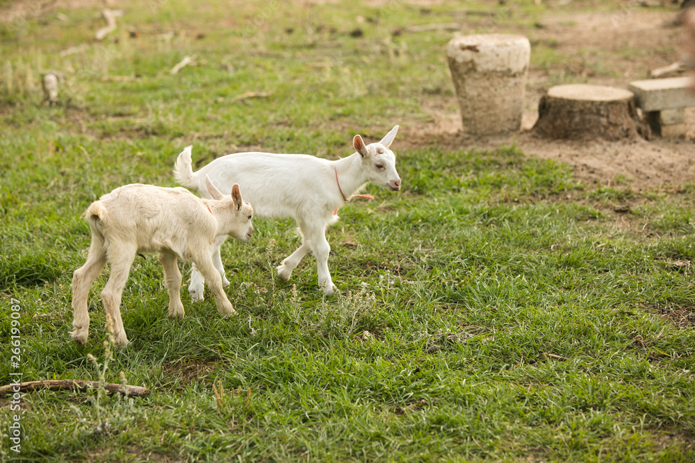 Group of baby goats on a farm