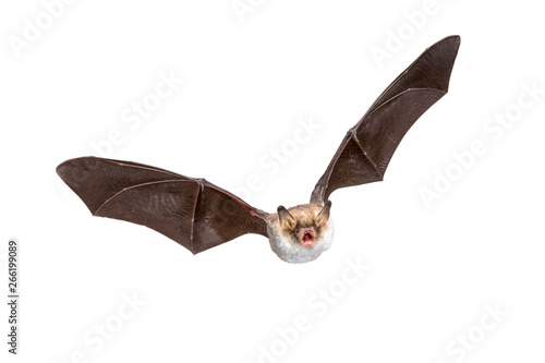 Flying Natterers bat isolated on white background photo