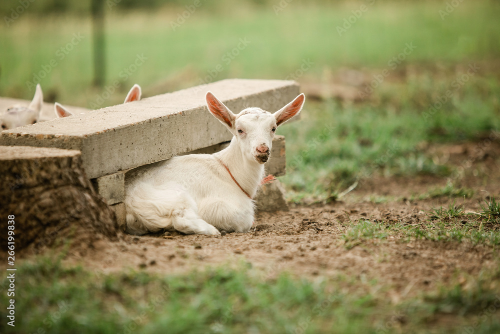 Fototapeta premium Group of baby goats on a farm