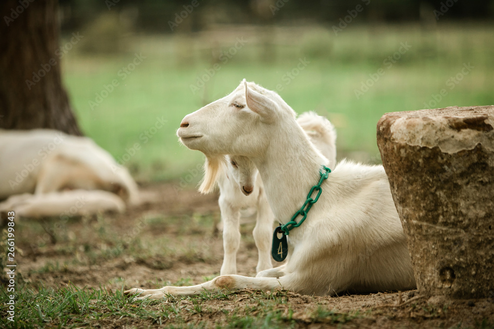 Mother and Baby goats on a Farm in the spring Mother and Baby goats on a Farm in the spring