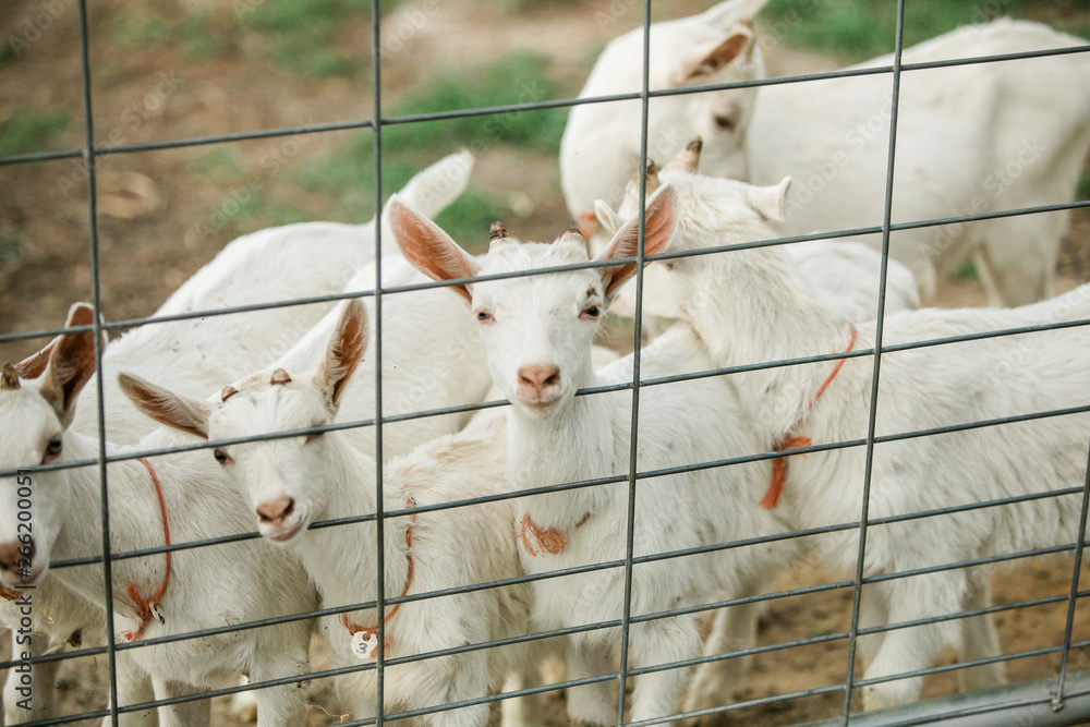 Obraz premium Brand New baby goats behind a fence in a fenced in area of a farm in the south
