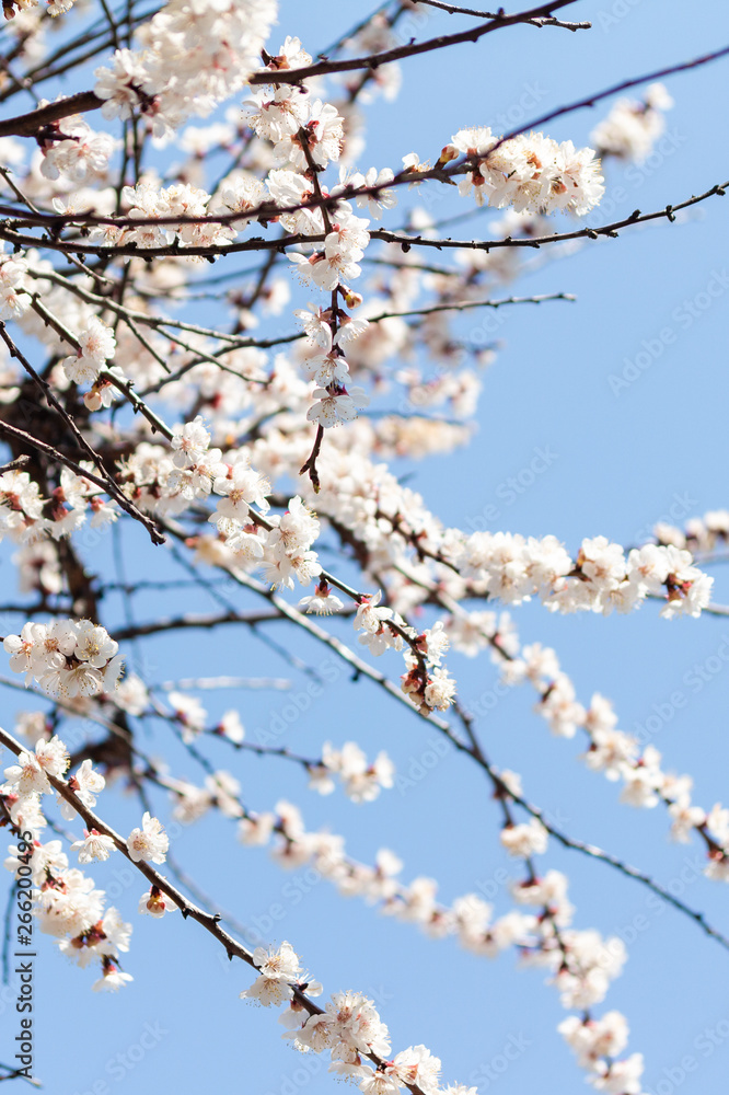 flowering tree flowering tree