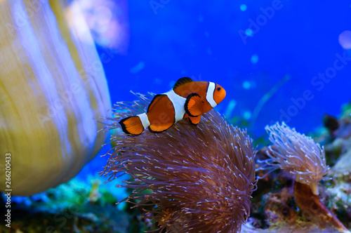 Orange nemo clownfish in a beautiful sea aquarium. Fototapeta