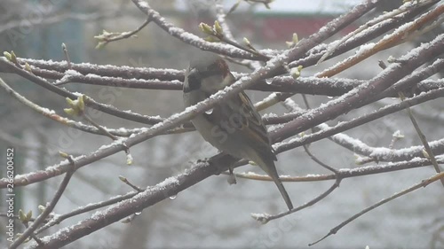 In the spring, green buds began to swell, a sparrow sat on a branch, white snow began to fall and a strong cold wind blew. 