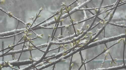 Spring has come, but a cold snap has come, a cold wind is blowing and white snow flakes are falling on the green buds.