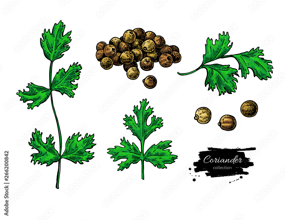 Coriander vector hand drawn illustration set. Isolated spice object ...