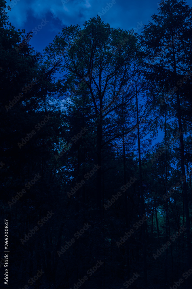 Creepy Dark Forest in The Night Creepy Dark Forest in The Night
