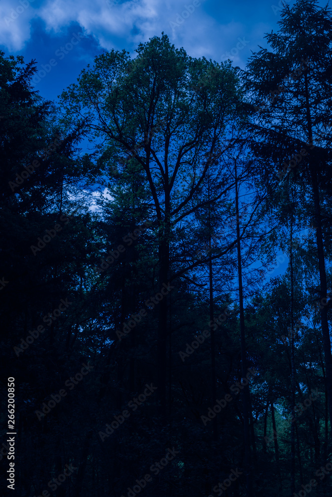 Creepy Dark Forest in The Night Creepy Dark Forest in The Night