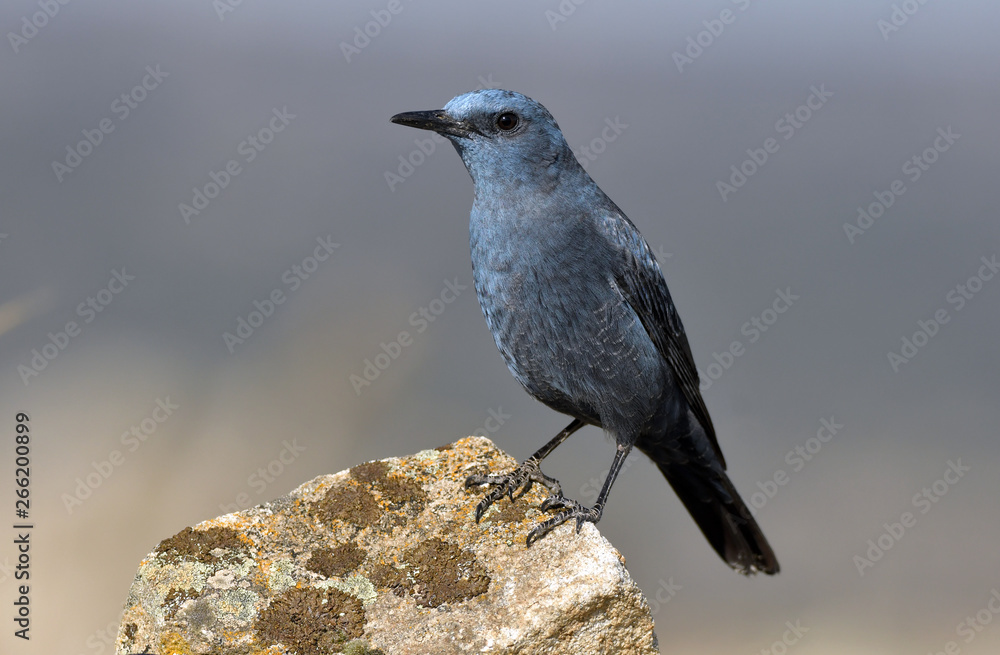 Imagen del roquero solitario en la naturaleza Imagen del roquero solitario en la naturaleza