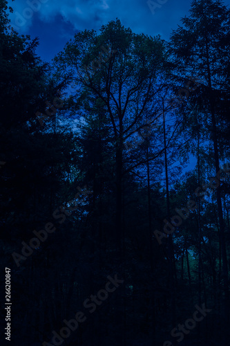 Creepy Dark Forest in The Night