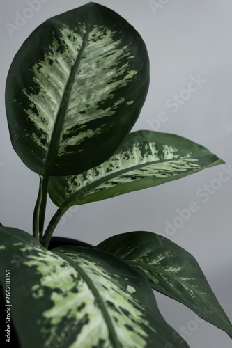 Dumb Cane Leafs on Neutral Background photo