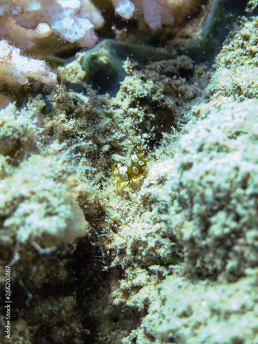 Squat Shrimp (Thor Amboinensis). Taken in Red Sea, Egypt. 