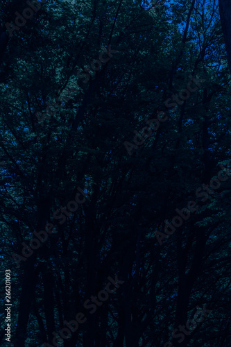 Creepy Dark Forest in The Night © Daniel Doorakkers