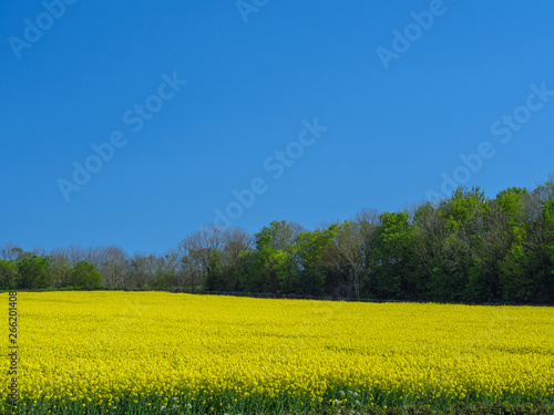 Vibrant yellow rapeseed crops against a blue sky in the Devon countryside