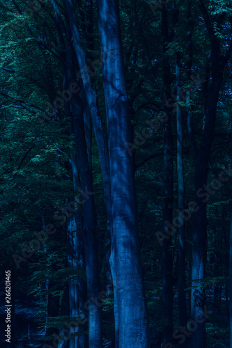 path through dark forest at night