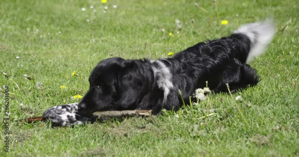 Young dog, stabyhoun, playing with stick on a field with grass., 60fps Young dog, stabyhoun, playing with stick on a field with grass., 60fps